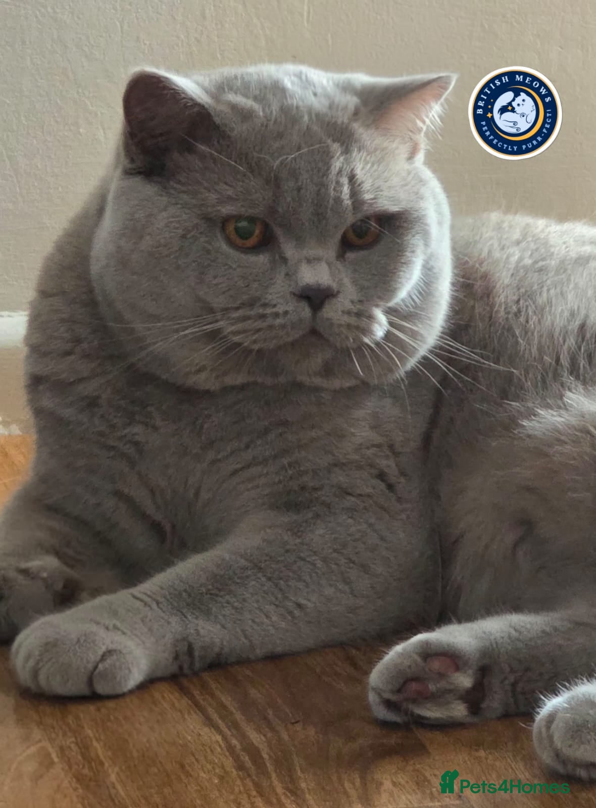 British Shorthair cats Exclusive Russian Bloodlines British SH Lilac Stud - Advert 1