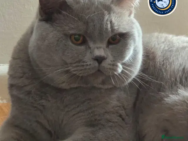 British Shorthair cats for stud: GCCF Champion Russian Bloodlines BSH Lilac Stud - Advert 1