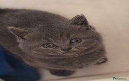British Shorthair cats for sale: British shorthair  - Image 4