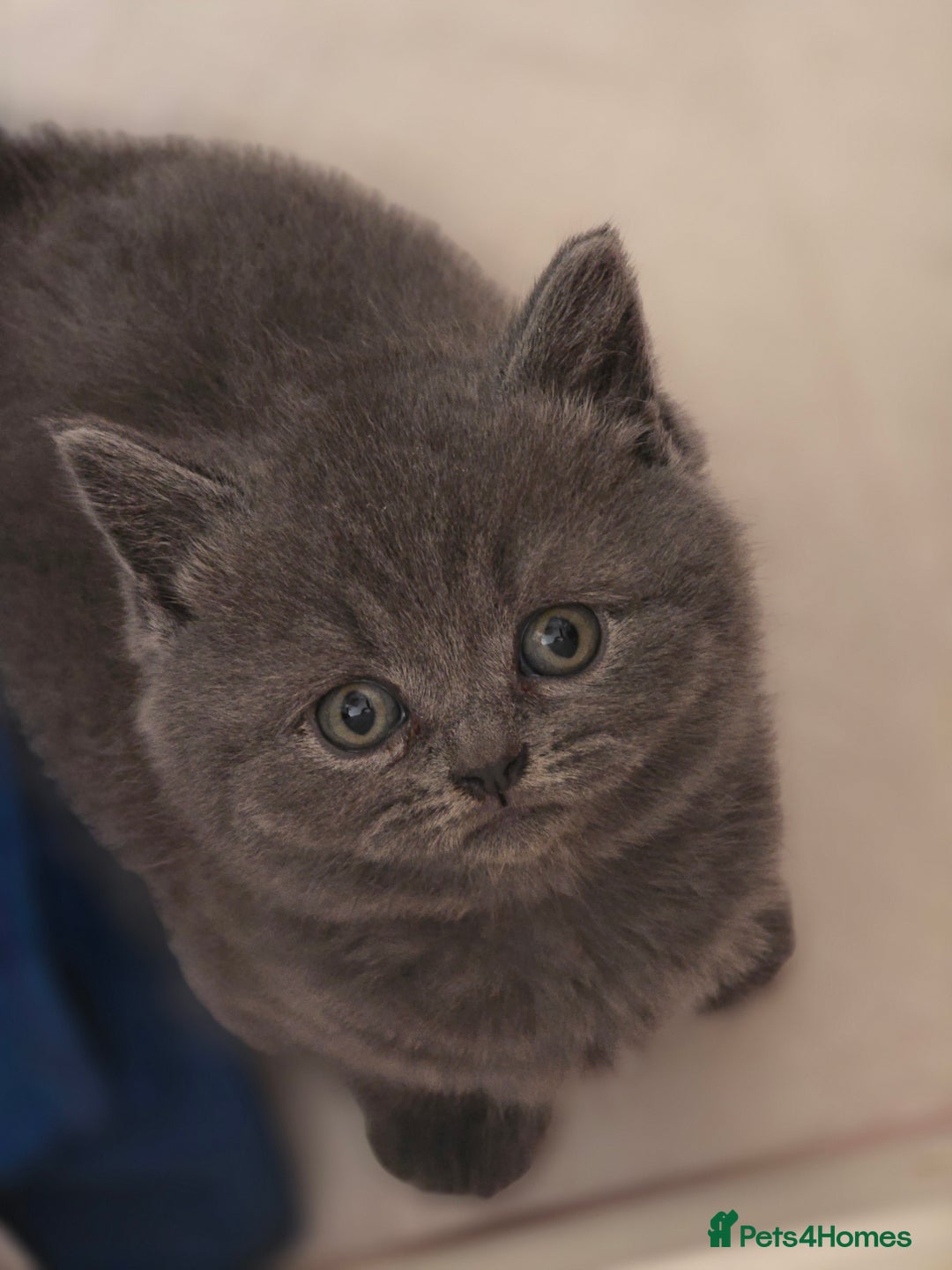 British Shorthair cats for sale: British shorthair  - Image 4