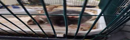 Rat rodents for sale: 2 pet rats in Rotherham - Advert 4
