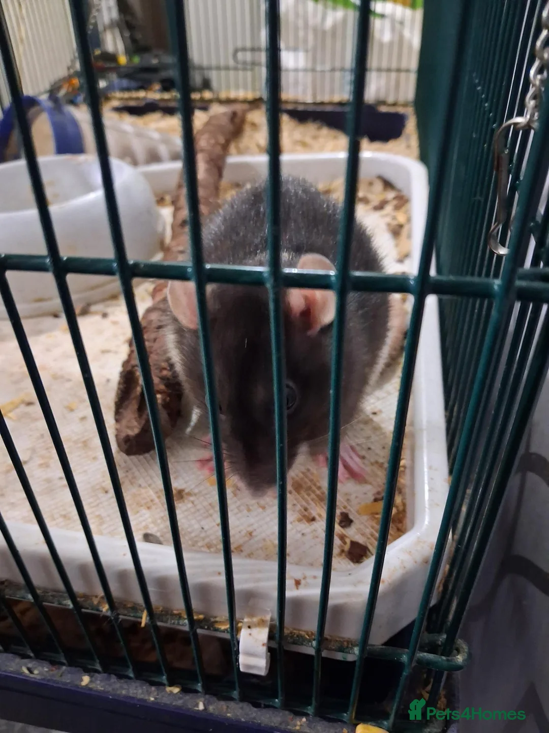 Rat rodents for sale: 2 pet rats in Rotherham - Advert 4