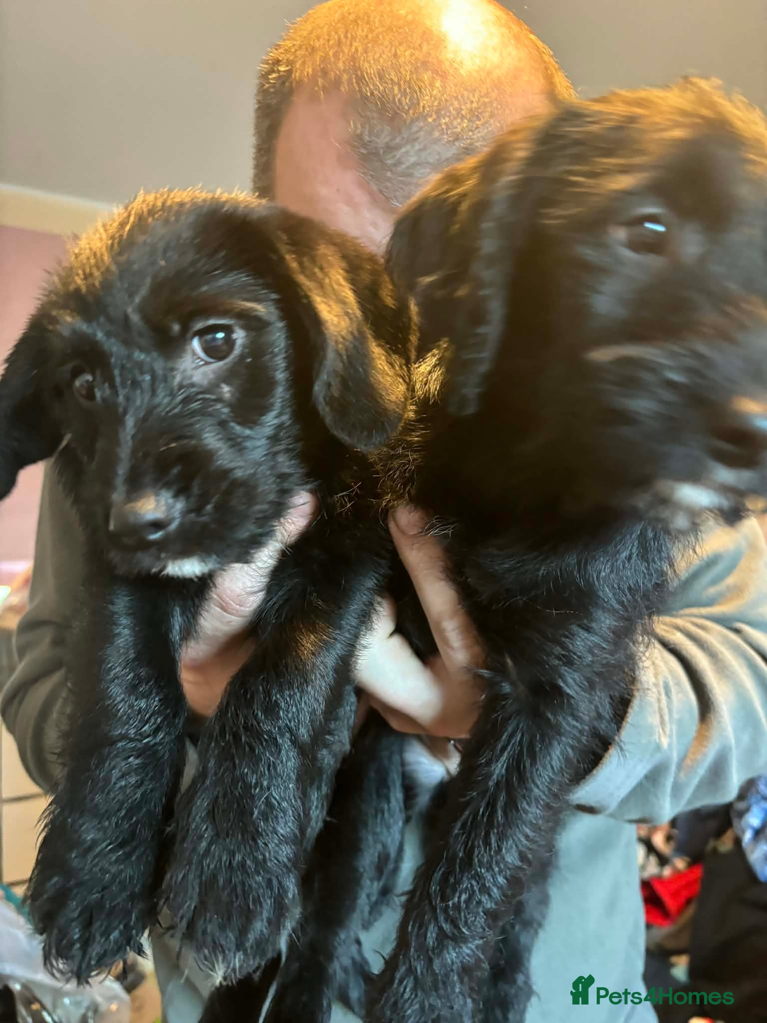 Jackapoo dogs Two beautiful jackapoo girls  - Advert 1