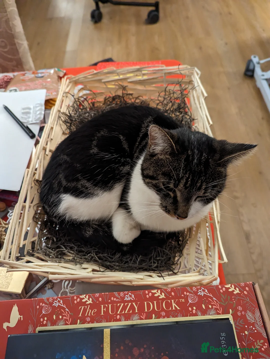 Mixed Breed cats for sale: Beautiful calm girl  - Advert 2