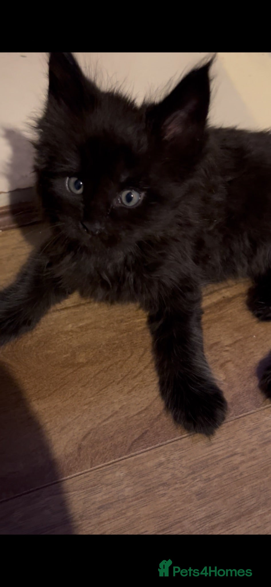 Maine Coon cats Beautiful russian mainecoon kittens  - Advert 11