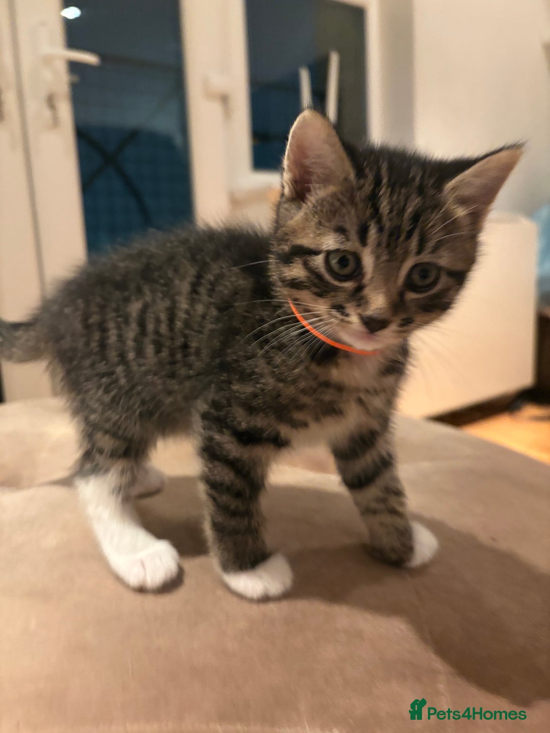 Mixed Breed cats for sale: Gorgeous mixed breed bengal and calico kittens - Advert 14