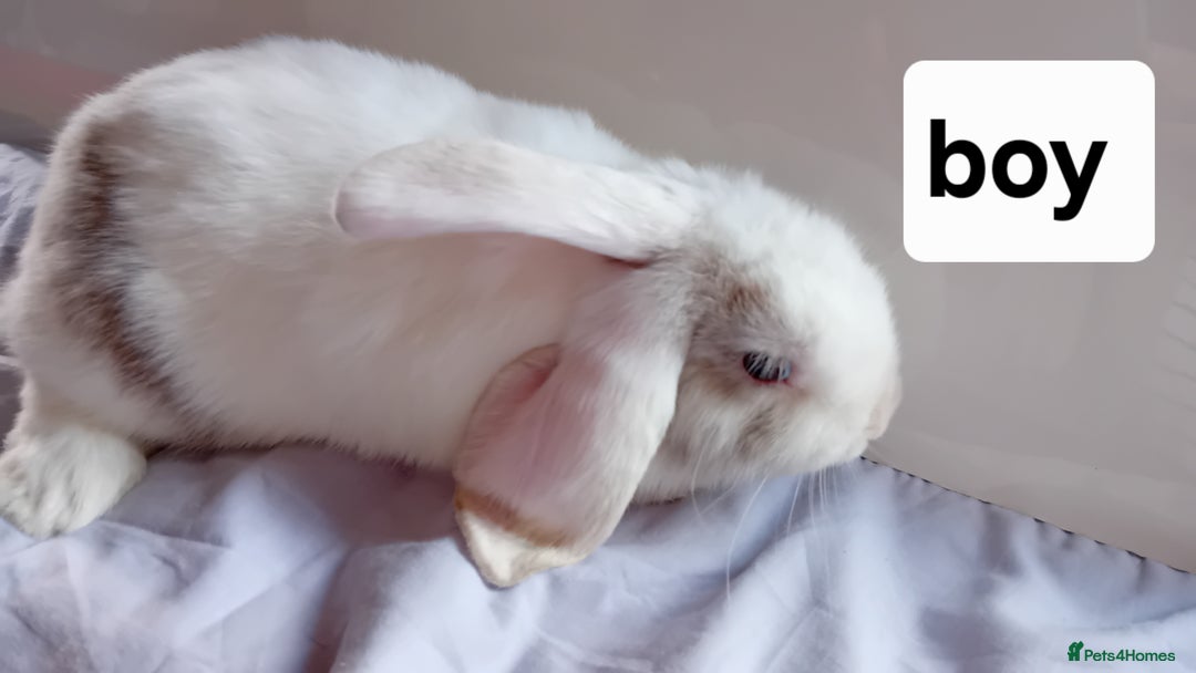 Mini Lion Lop rabbits for sale: Pure bred mini Lops ready to leave  - Image 12