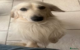 Miniature Dachshund dogs for sale: Cream Longhair Miniature Dachunds Ready Now - Image 18