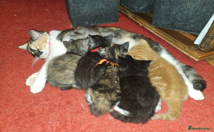 Mixed Breed cats - Advert 13