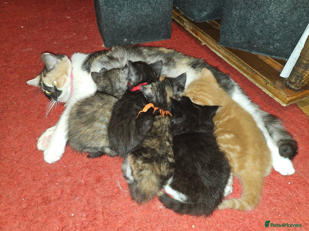 Mixed Breed cats for sale: Quarter persian fluffy kittens for sale - Image 1