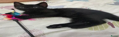 Black Bengal Cross Female