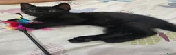 Bengal cats for sale: Stunning Bengal Cross Kittens - Advert 22