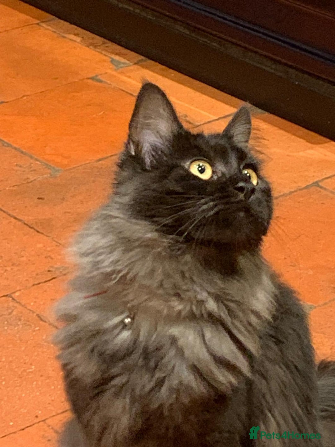 Maine Coon cats for sale: Full pedigree Maine Coon Female - Image 5