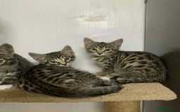 Bengal cats for sale: BEAUTIFUL HALF BENGAL KITTENS - Image 12