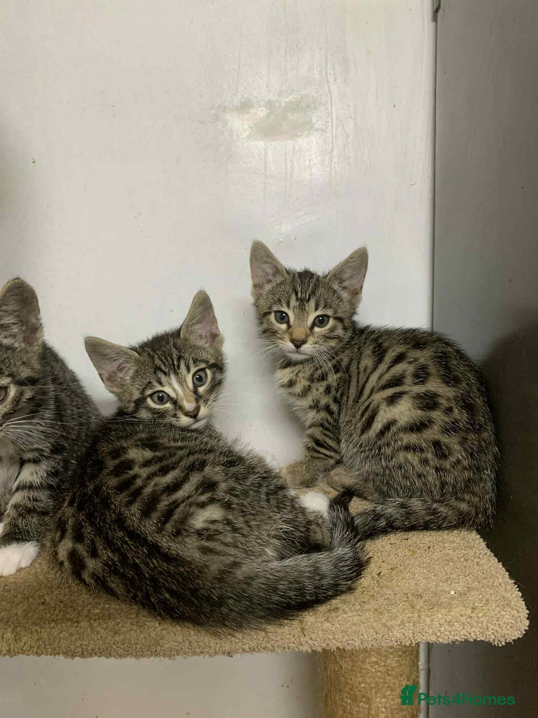 Bengal cats for sale: BEAUTIFUL HALF BENGAL KITTENS - Image 12