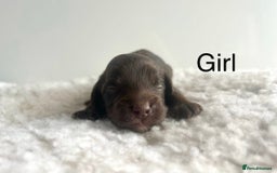 Cockapoo dogs for sale: f1 Cockapoos from extensive health tested parents  - Image 3
