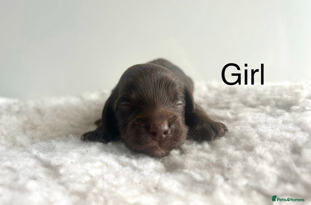Cockapoo dogs for sale: f1 Cockapoos from extensive health tested parents  - Image 3