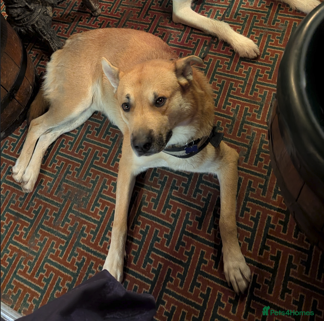 Mixed Breed dogs for sale: Odin. Sweet and beautiful crossbreed boy - Image 2