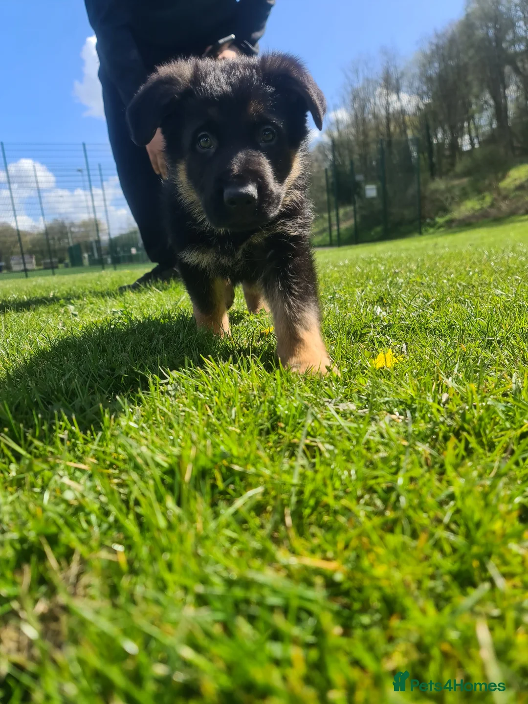 German Shepherd dogs for sale: Coda The German shelard in Blackburn - Advert 2