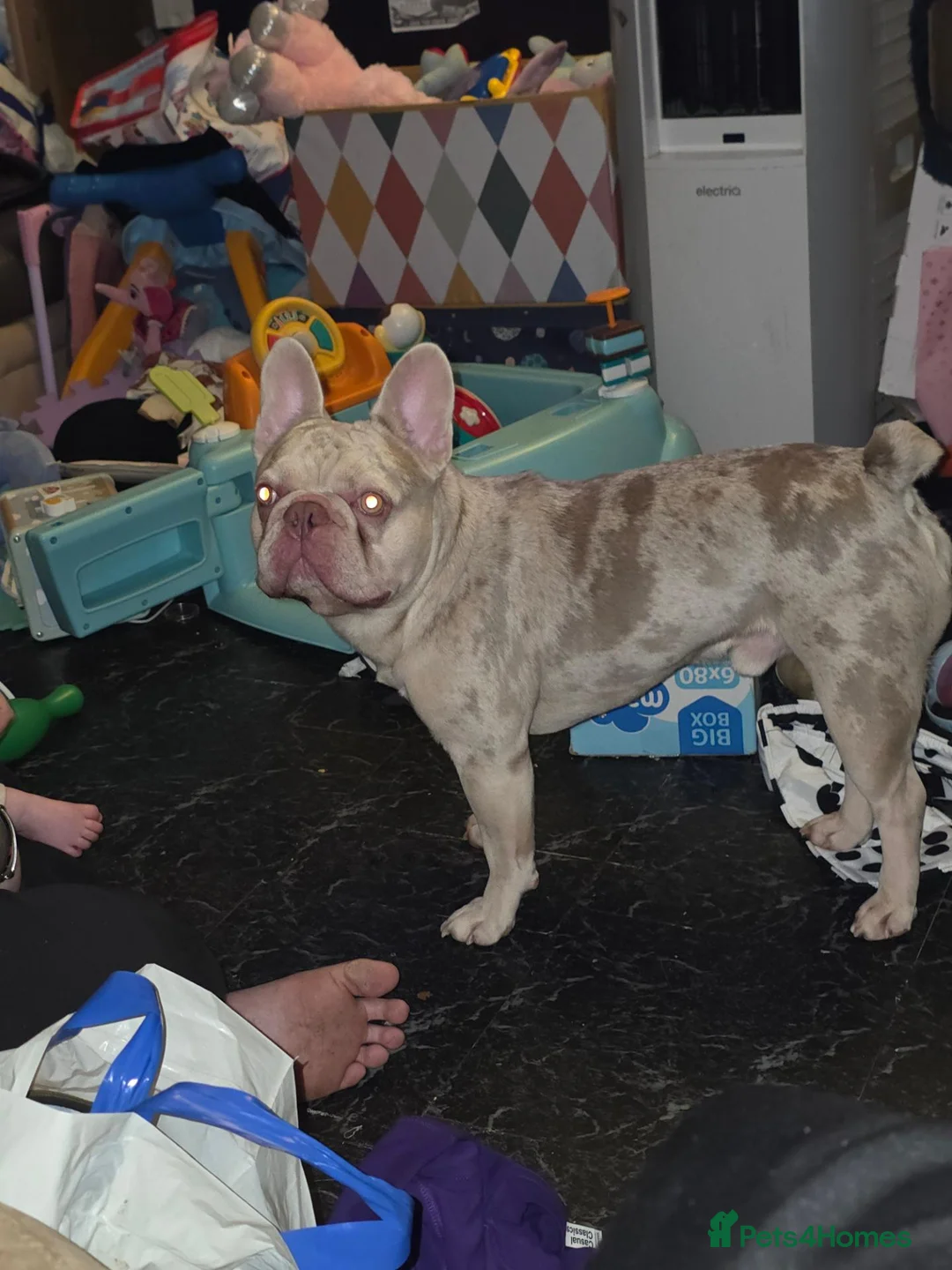French Bulldog dogs for sale: 2 year male merle French bulldog  - Advert 1