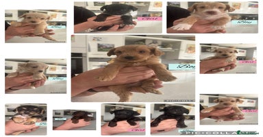 Mixed Breed dogs - Advert 2