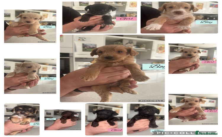 Mixed Breed dogs - Advert 7