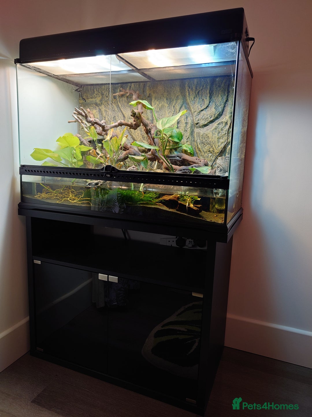 Garter Snake reptiles for sale: San Francisco Garter Snakes – Complete Setup - Advert 1