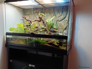 Garter Snake reptiles San Francisco Garter Snakes – Complete Setup - Advert 1