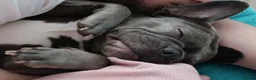 French Bulldog dogs for sale: Blue French Bulldog in Birmingham - Advert 2
