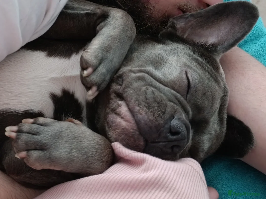 French Bulldog dogs for sale: Blue French Bulldog in Birmingham - Advert 2