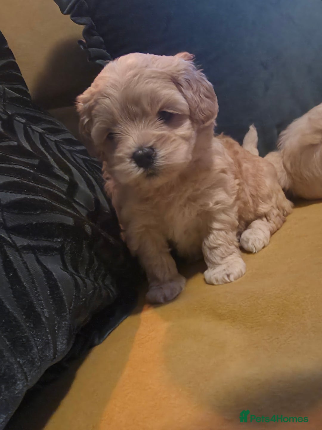 Maltipoo dogs for sale: F1 Maltipoo for sale  - Advert 14