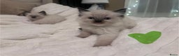 Ragdoll cats for sale: 4 gorgeous Ragdoll kittens for sale - Advert 18