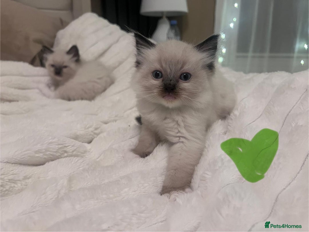 Ragdoll cats for sale: 4 gorgeous Ragdoll kittens for sale - Advert 18