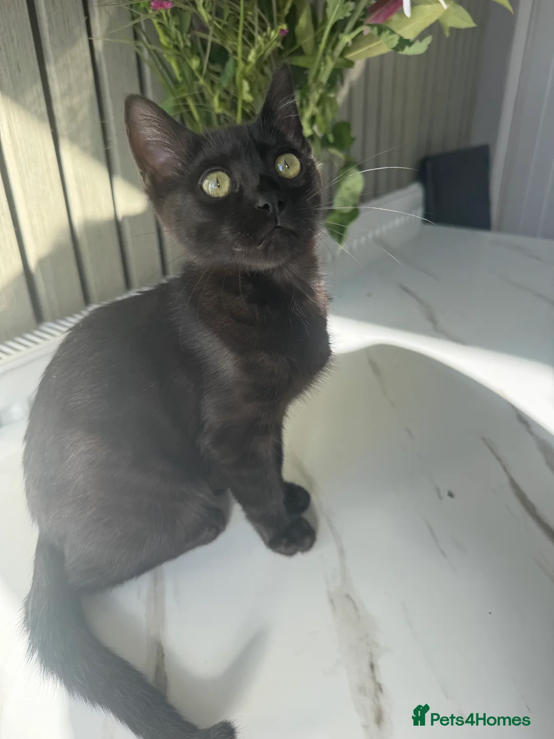 Bengal cats for sale: Bengal kittens  - Advert 2