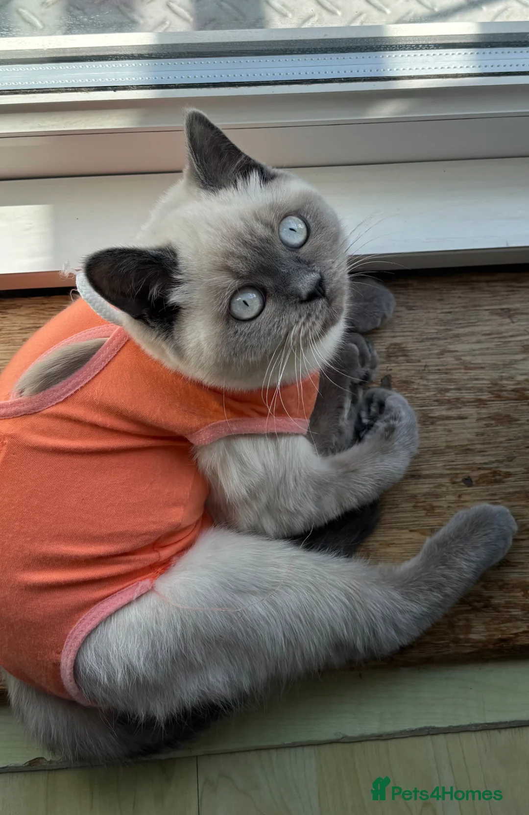 British Shorthair cats for sale: Blue Point British Short Hair kitten  - Advert 2