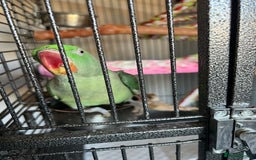 Parrots birds for sale: Alexandrine parrot for sale  - Image 5