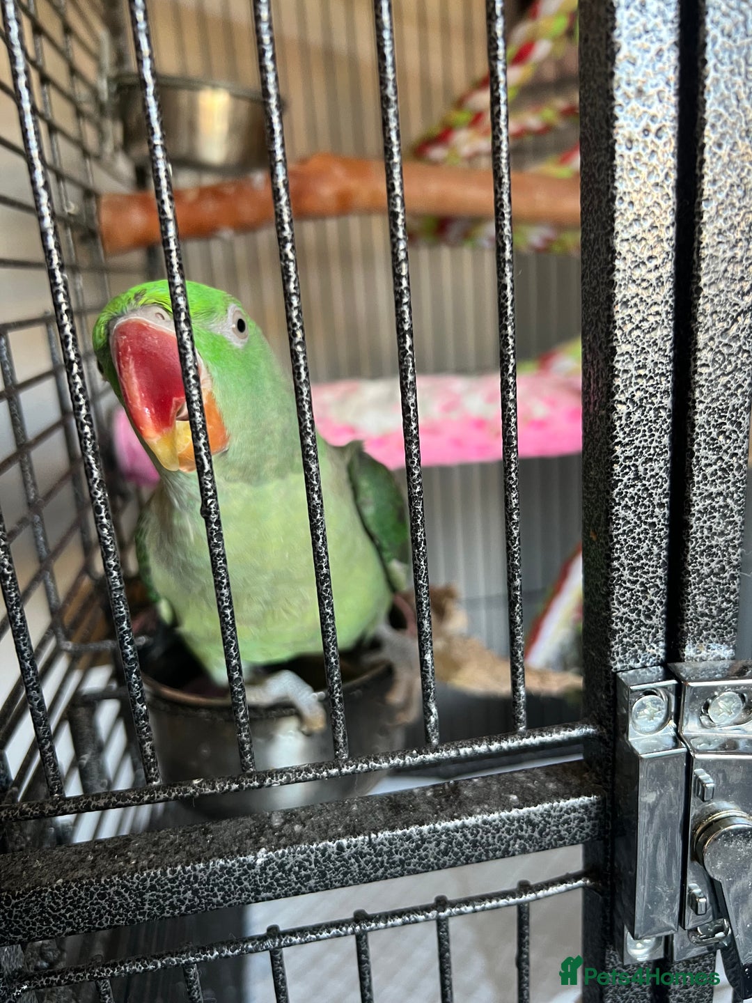 Parrots birds for sale: Alexandrine parrot for sale  - Image 5