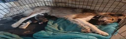 Border Collie dogs for sale: 9 week old Border Collie puppies - Advert 3