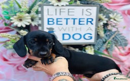Miniature Dachshund dogs for sale: Wow what a stunning litter - Image 11