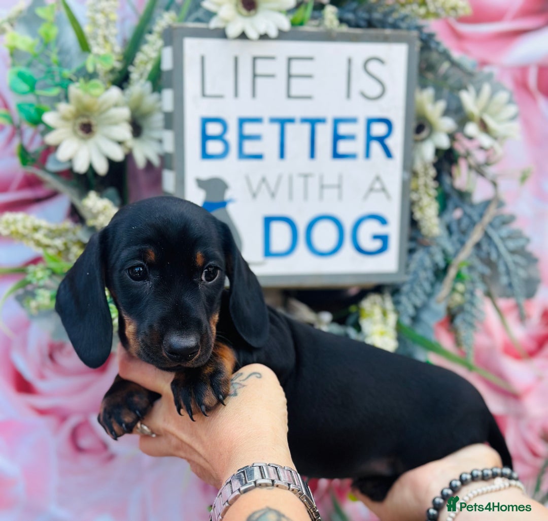 Miniature Dachshund dogs for sale: Wow what a stunning litter - Image 11