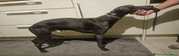 Whippet dogs for sale: Outstanding whippet puppies - Advert 5