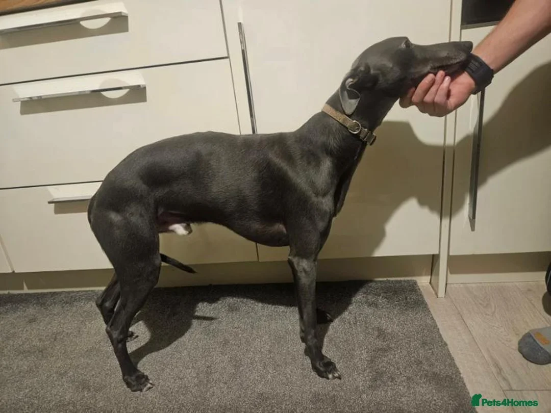 Whippet dogs for sale: Outstanding whippet puppies - Advert 5