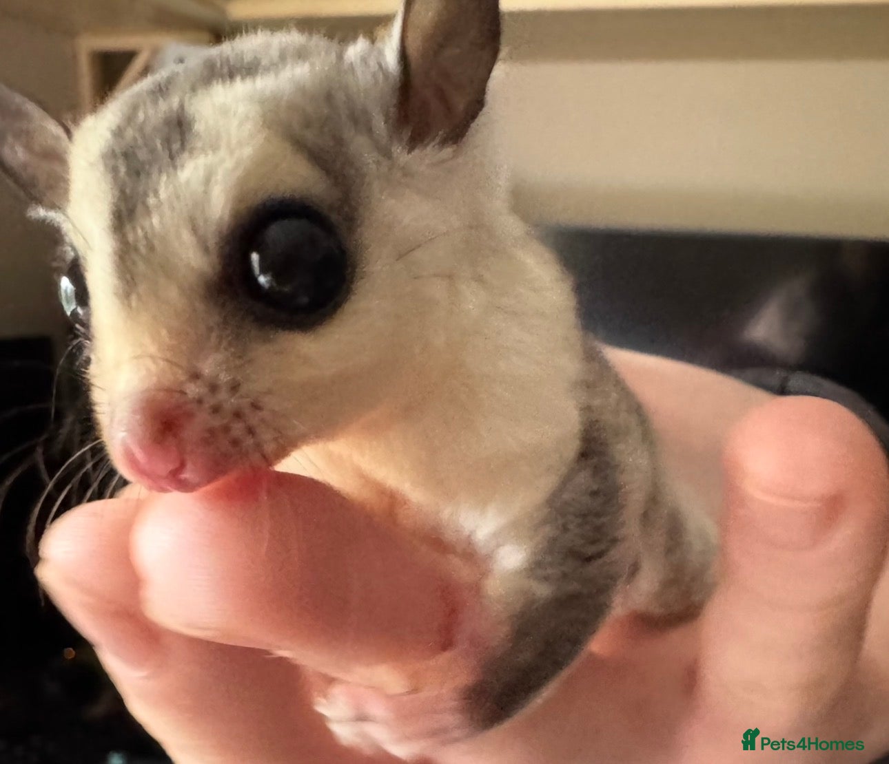 Sugar Glider rodents Two white face sugar gliders available  - Advert 13