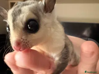 Sugar Glider rodents Two white face sugar gliders available - Advert 13