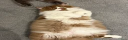 British Longhair cats for stud: Champion line BLH stud - Advert 3