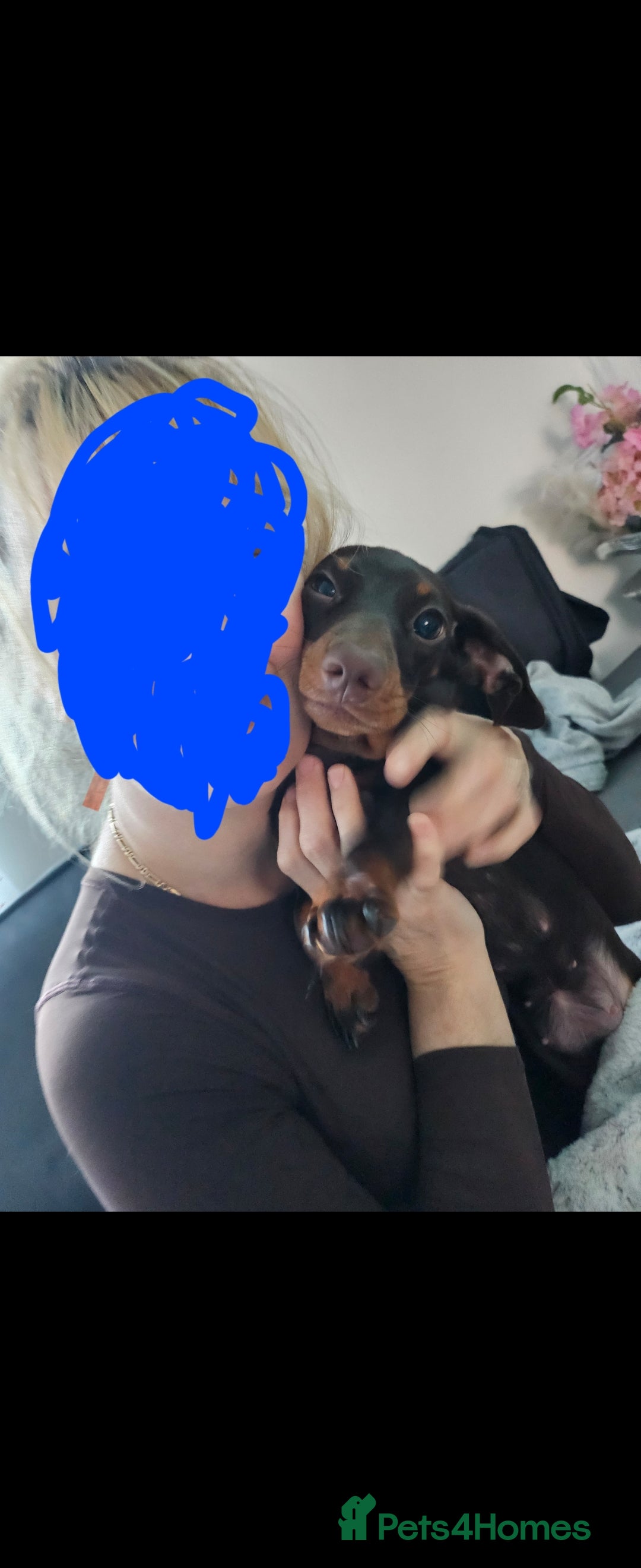 Maltese dogs for adoption: Dacshund in Rotherham - Image 2