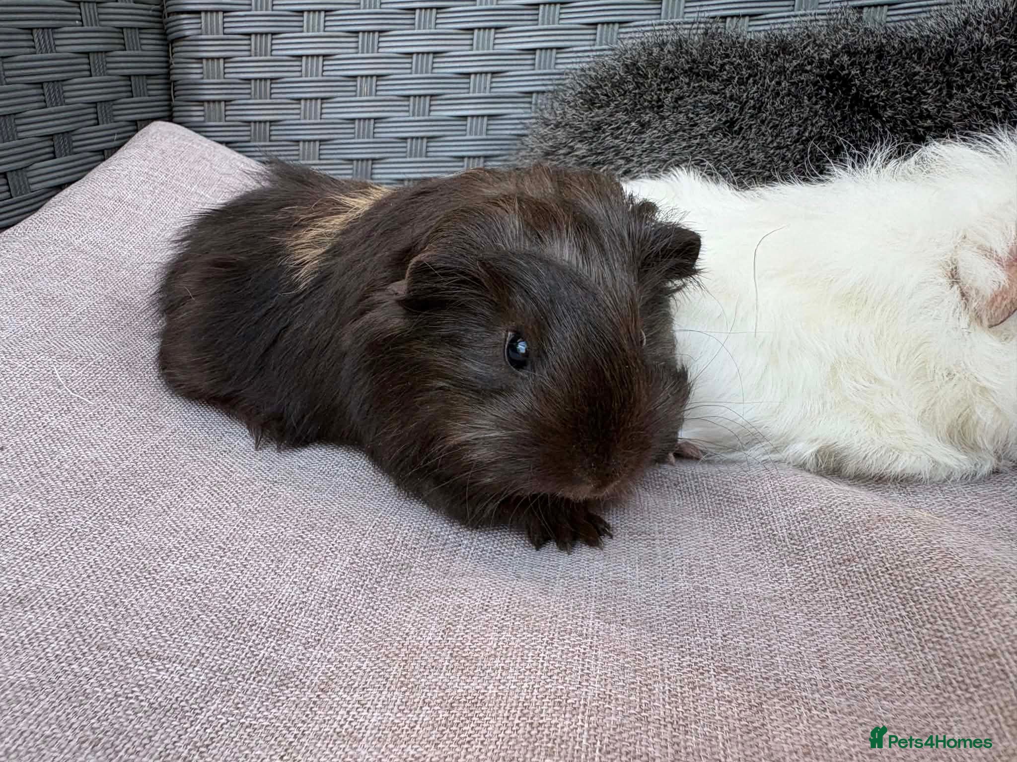 Guinea Pig rodents Bonded boars - Advert 2