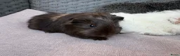 Guinea Pig rodents for sale: Bonded boars - Advert 2