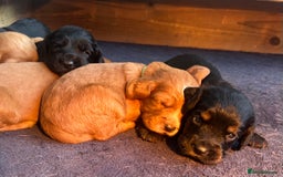 Cocker Spaniel dogs for sale: Working Cocker Spaniel  - Image 7