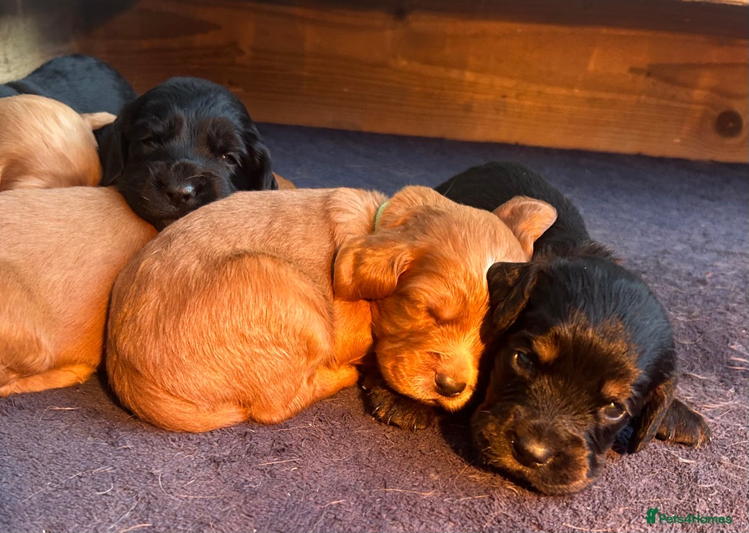 Cocker Spaniel dogs for sale: Working Cocker Spaniel  - Image 7